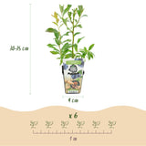 Livraison plante Myrtille Bluecrop – Lot de 3 – Pot 9 cm
