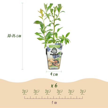 Livraison plante Myrtille Bluecrop – Lot de 3 – Pot 9 cm
