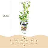 Livraison plante Myrtille Northland – Lot de 3 – Pot 9 cm