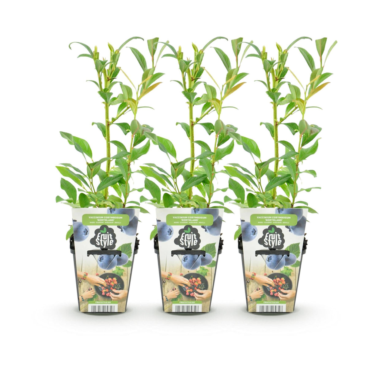 Livraison plante Myrtille Northland – Lot de 3 – Pot 9 cm