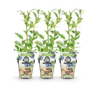 Livraison plante Myrtille Northland – Lot de 3 – Pot 9 cm