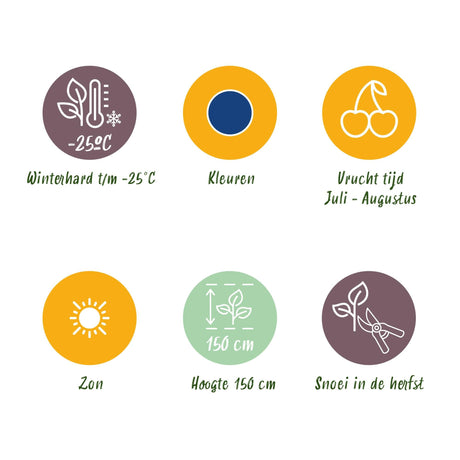 Livraison plante Myrtille Northland – Lot de 3 – Pot 9 cm