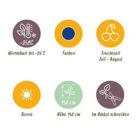 Livraison plante Myrtille Northland – Lot de 3 – Pot 9 cm