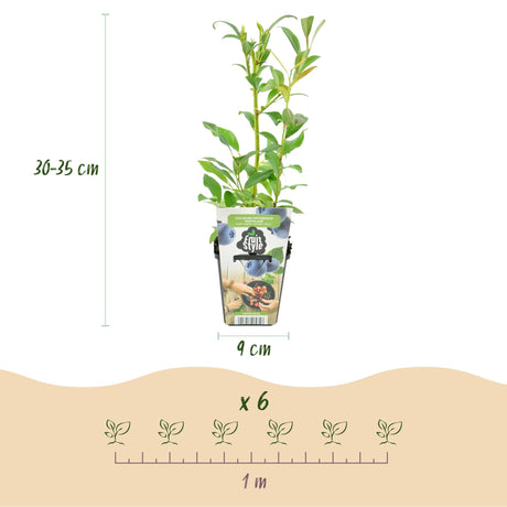 Livraison plante Myrtille Northland – Lot de 6 – Pot 9 cm