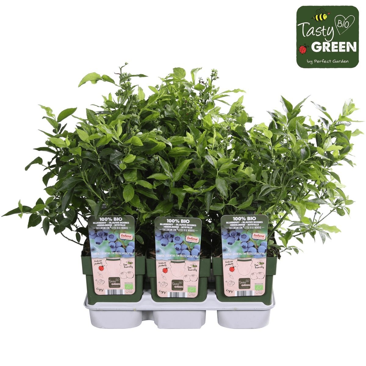 Livraison plante Myrtiller, blueberry 'Little blue wonder' - ↨45cm - Ø13 - arbuste fruitier