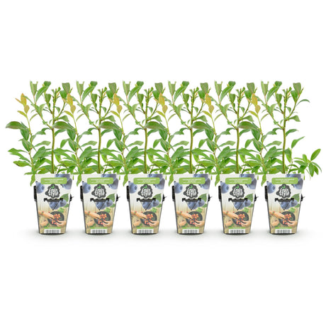 Livraison plante Myrtillier Bluecrop – Lot de 6 – Pot 9 cm