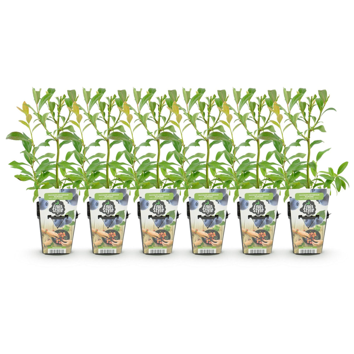 Livraison plante Myrtillier Bluegold – Lot de 6 – Pot 9 cm