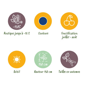 Livraison plante Myrtillier Bluegold – Lot de 6 – Pot 9 cm