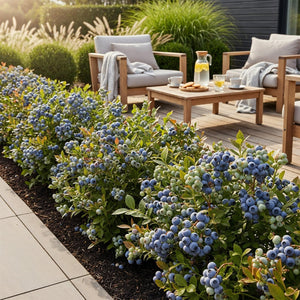 Livraison plante Myrtillier Bluegold – Lot de 6 – Pot 9 cm