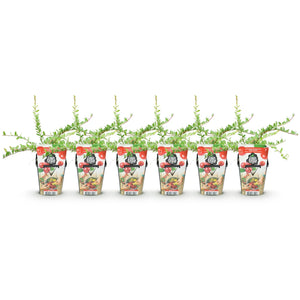 Livraison plante Myrtillier Early Black – Lot de 6 – Pot 9 cm