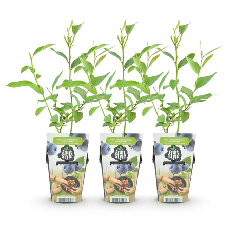 Livraison plante Myrtillier Goldtraube – Lot de 3 – Pot 9 cm