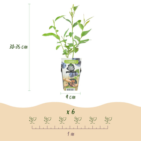 Livraison plante Myrtillier Goldtraube – Lot de 3 – Pot 9 cm