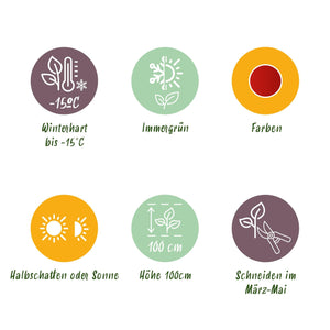 Livraison plante Nandina domestica Blush Pink – Pot 17 cm – Hauteur 40 cm