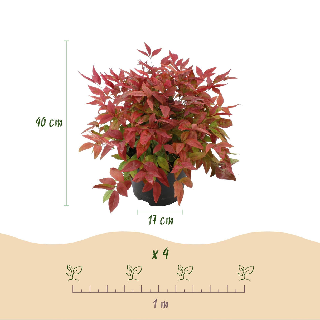 Livraison plante Nandina domestica Blush Pink – Pot 17 cm – Hauteur 40 cm