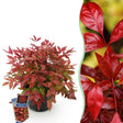 Livraison plante Nandina domestica Blush Pink – Pot 17 cm – Hauteur 40 cm