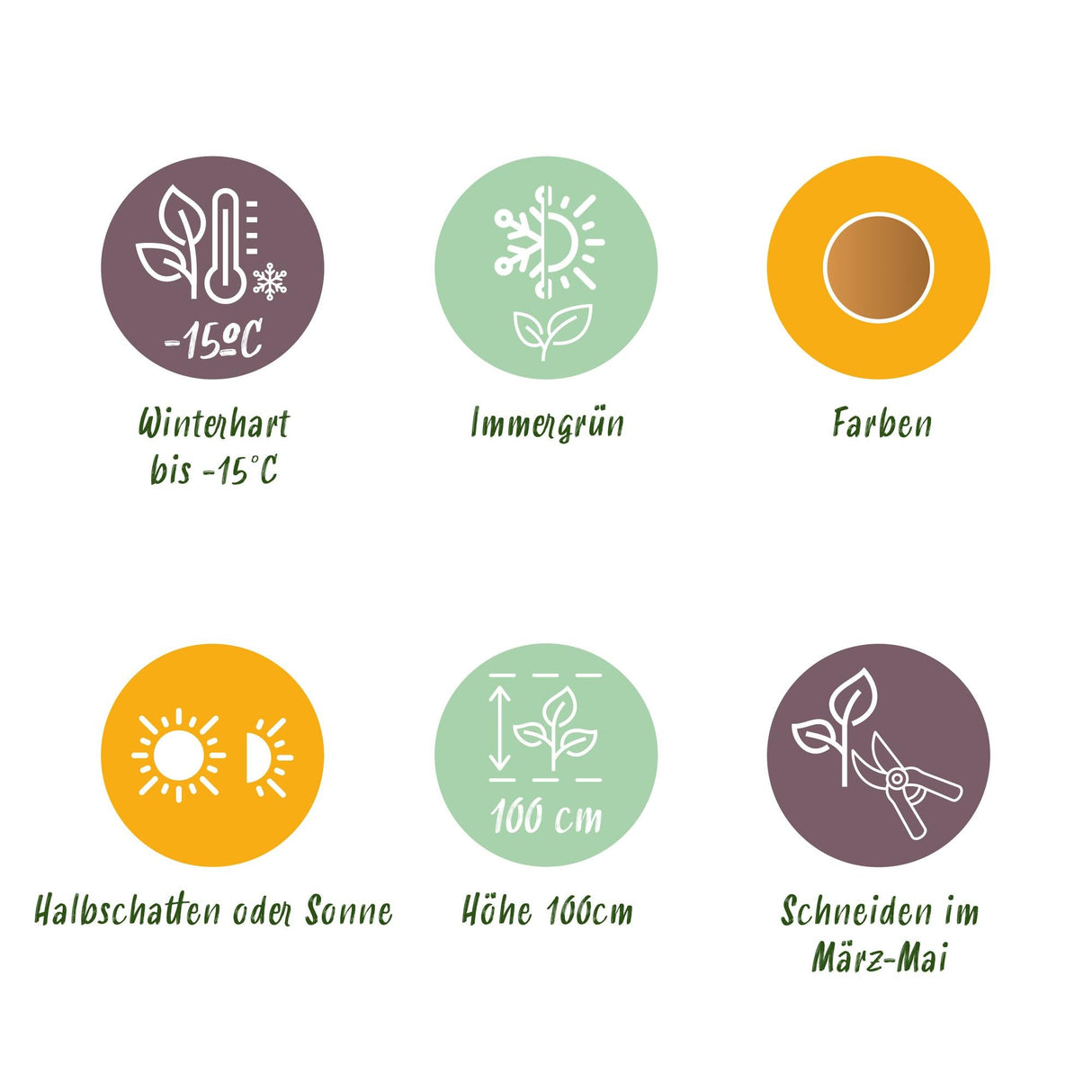 Livraison plante Nandina domestica Duo – Lot de 2 – Pot 17cm – Hauteur 45cm