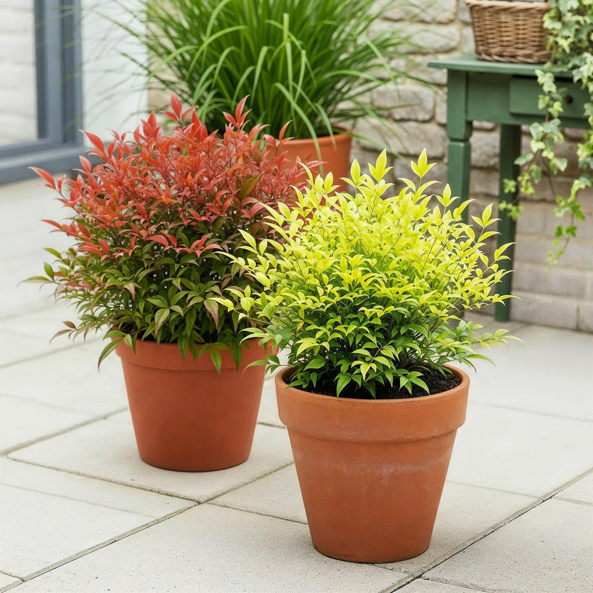 Livraison plante Nandina domestica Duo – Lot de 2 – Pot 17cm – Hauteur 45cm