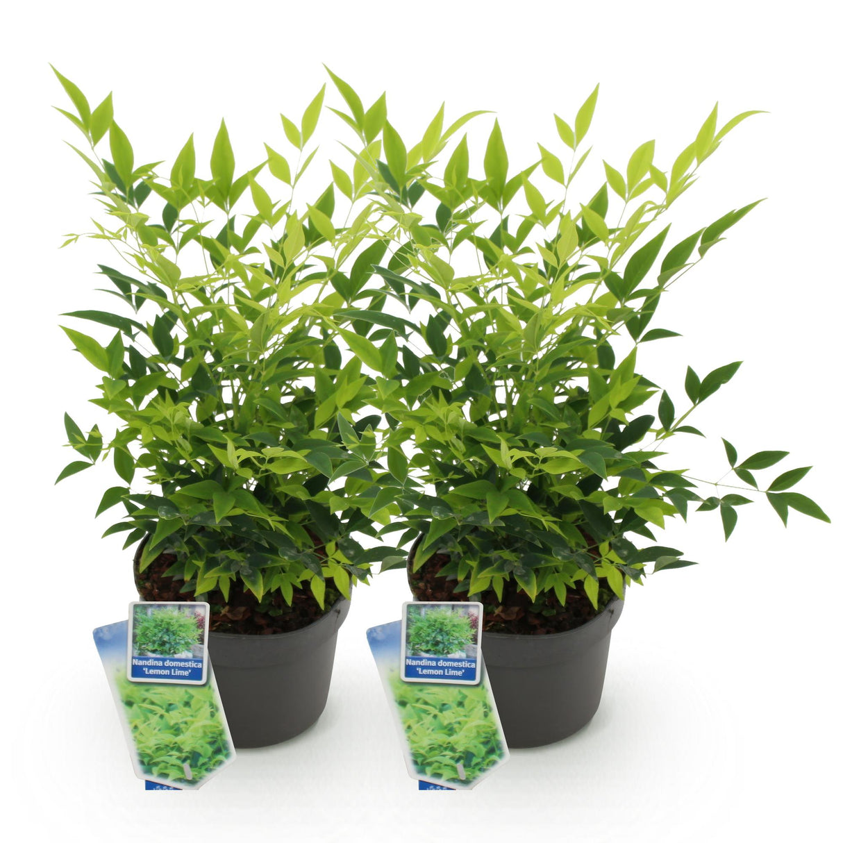 Livraison plante Nandina domestica Lemon & Lime – Lot de 2 – Pot 17 cm – Hauteur 45 cm