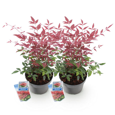 Livraison plante Nandina domestica Obsessed – Lot de 2 – Pot 17 cm