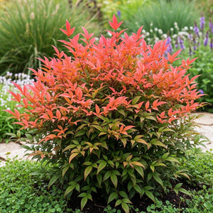 Livraison plante Nandina domestica Obsessed – Lot de 2 – Pot 17 cm