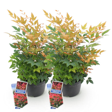 Livraison plante Nandina Gulfstream – Lot de 2 – Pot 17 cm – Hauteur 45 cm
