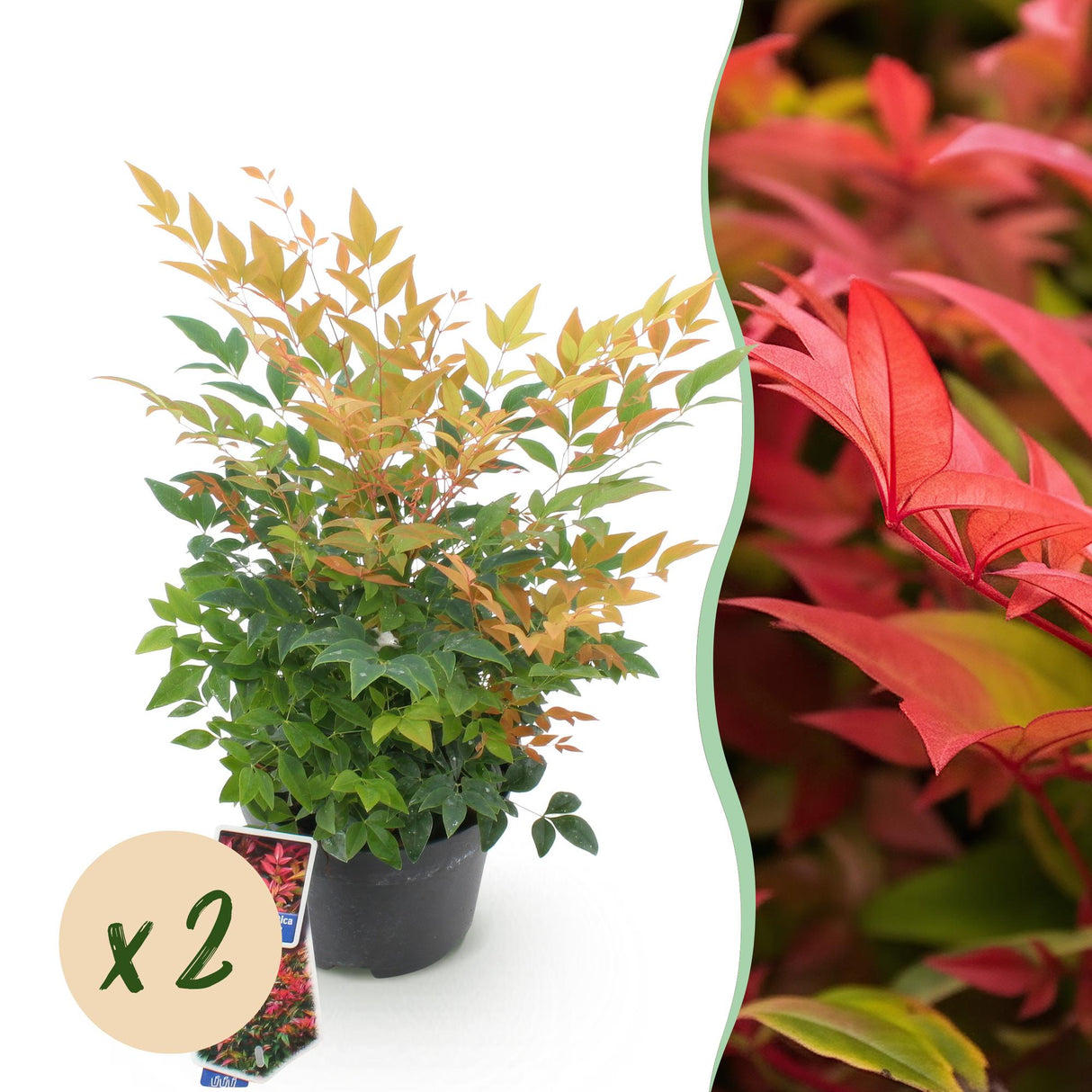 Livraison plante Nandina Gulfstream – Lot de 2 – Pot 17 cm – Hauteur 45 cm