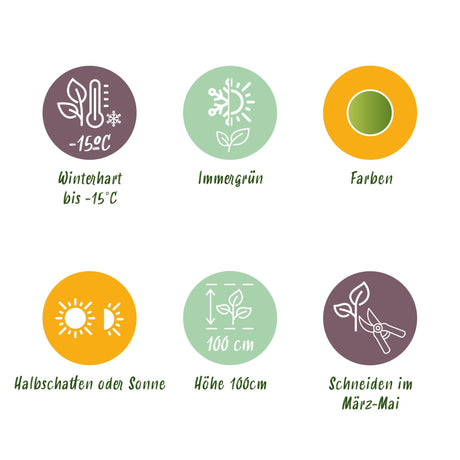 Livraison plante Nandina Lemon & Lime – Lot de 1 – Pot 17 cm – Hauteur 45 cm