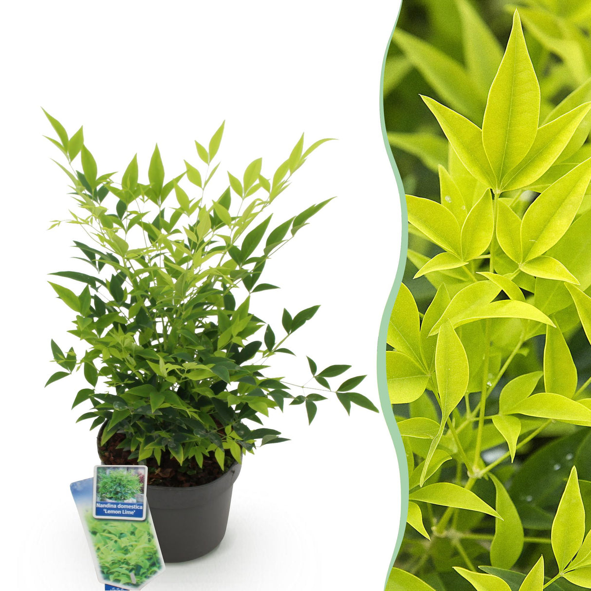 Livraison plante Nandina Lemon & Lime – Lot de 1 – Pot 17 cm – Hauteur 45 cm