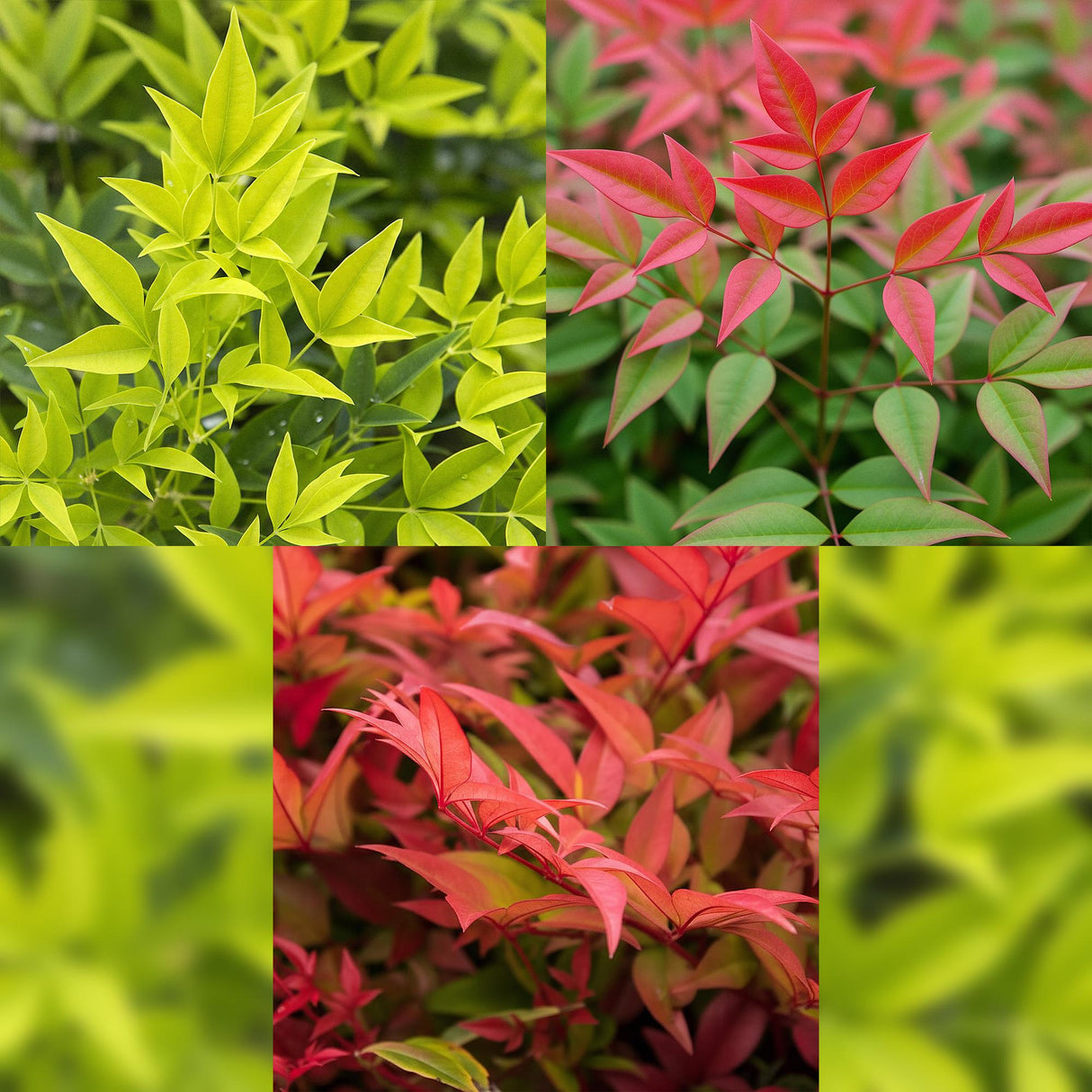 Livraison plante Nandina Tricolore – Lot de 3 – Pot 17 cm – Hauteur 45 cm