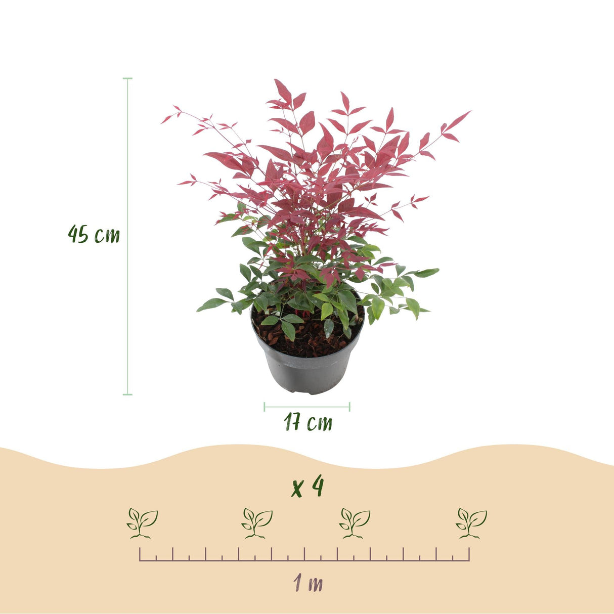 Livraison plante Nandina Tricolore – Lot de 3 – Pot 17 cm – Hauteur 45 cm