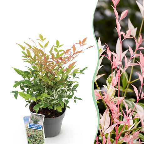 Livraison plante Nandina Twilight – Lot de 1 – Pot 17 cm – Hauteur 45 cm