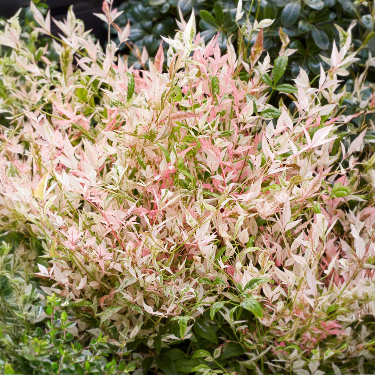 Livraison plante Nandina Twilight – Lot de 2 – Pot 17 cm – Hauteur 45 cm