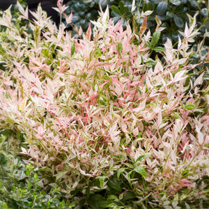 Livraison plante Nandina Twilight – Lot de 2 – Pot 17 cm – Hauteur 45 cm