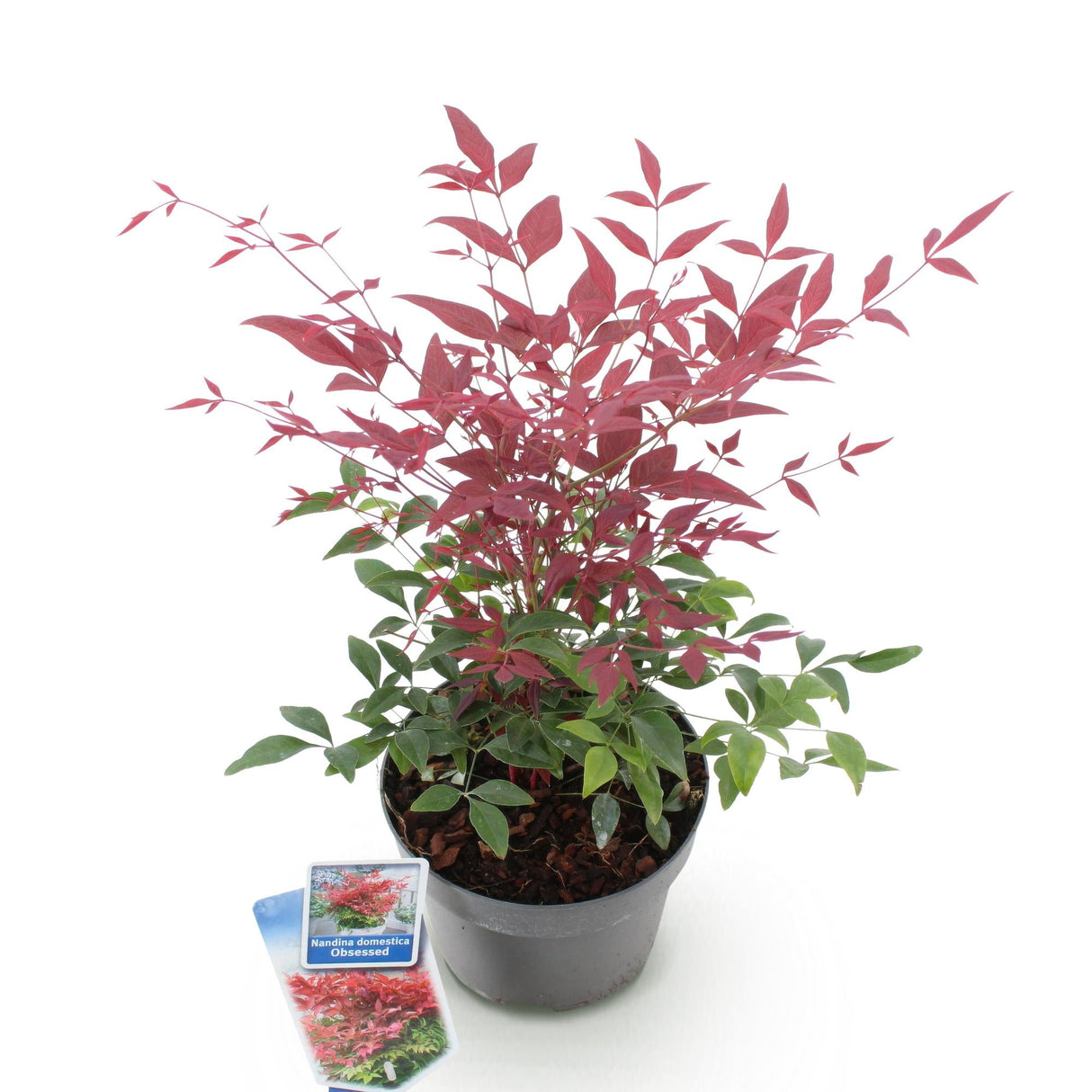 Livraison plante Nandine domestica Obsessed – Lot de 1 – Pot 17 cm