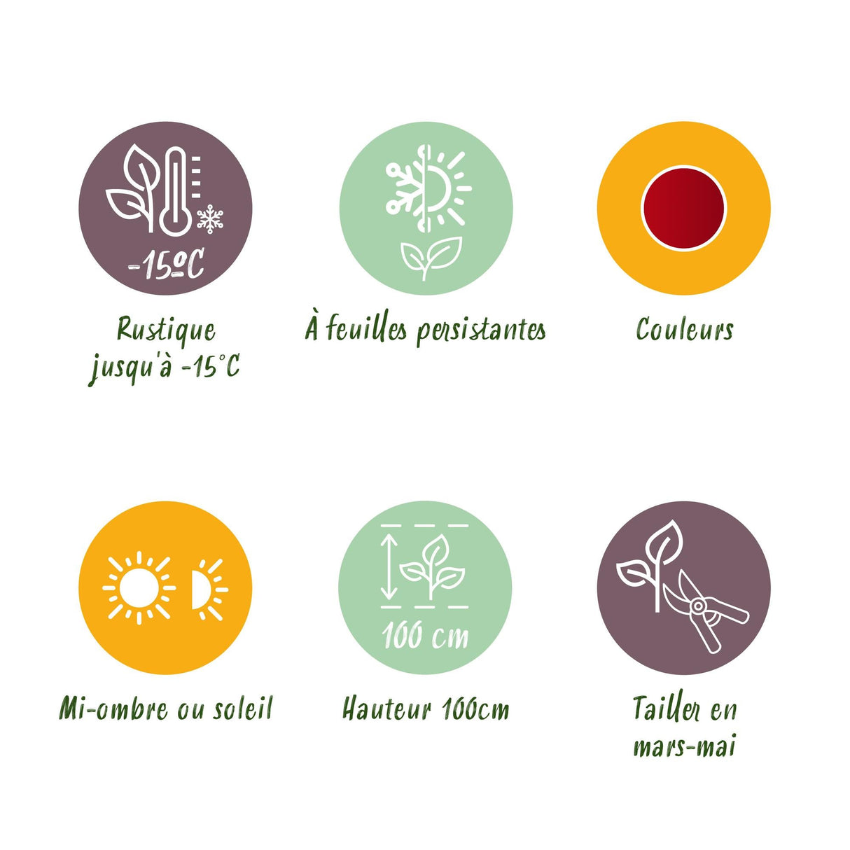 Livraison plante Nandine domestica Obsessed – Lot de 1 – Pot 17 cm