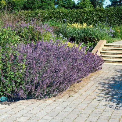 Cataria (Nepeta x faassenii) 'Six Hills Giant'