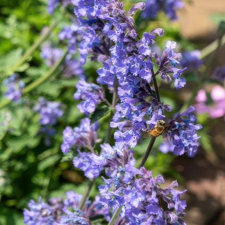 Livraison plante Nepeta 'Six Hills Giant'