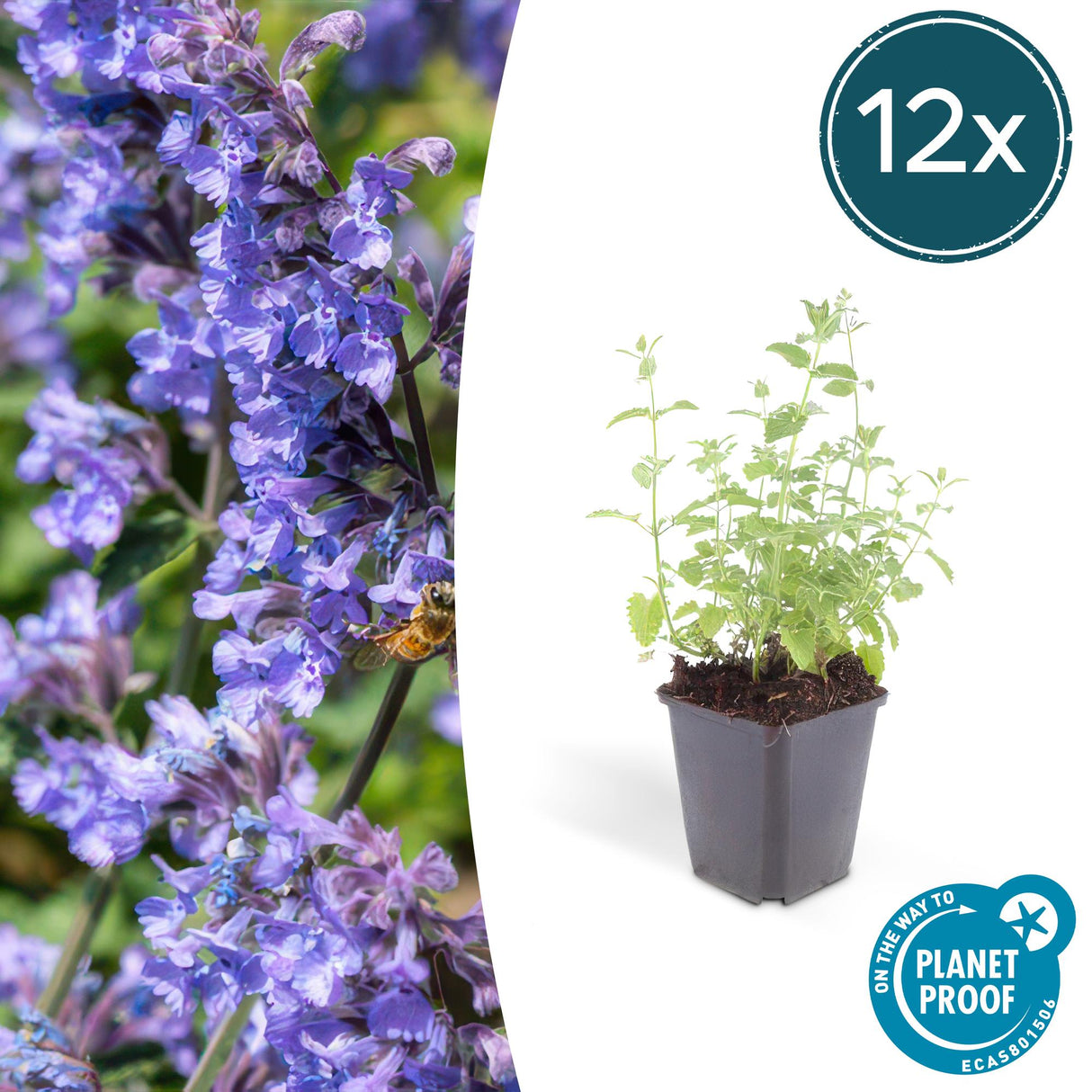 Livraison plante Nepeta 'Six Hills Giant'