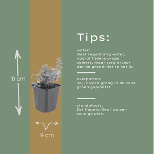 Livraison plante Nepètes