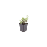 Livraison plante Nepètes