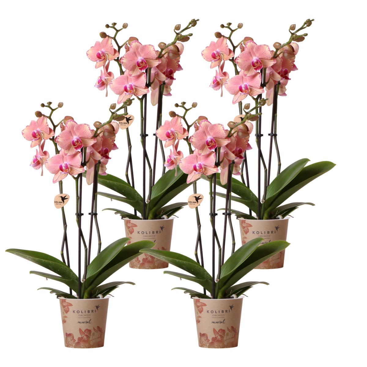 Livraison plante Offre Spéciale: 4 Orchidées Phalaenopsis Pirate Picotee