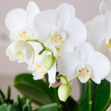 Livraison plante Offre Spéciale : 4 Phalaenopsis Orchidées Blanches Amabilis