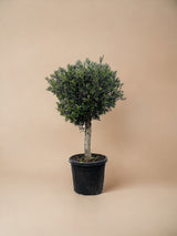 Livraison plante Olivier Olea Europaea h180cm