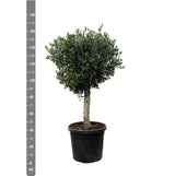 Livraison plante Olivier Olea Europaea h180cm