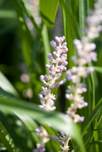 Livraison plante Ophiopogon - Herbe aux Turquoises 'Monroe White'