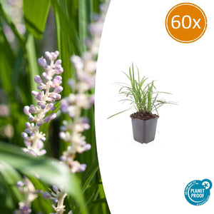 Livraison plante Ophiopogon - Herbe aux Turquoises 'Monroe White'