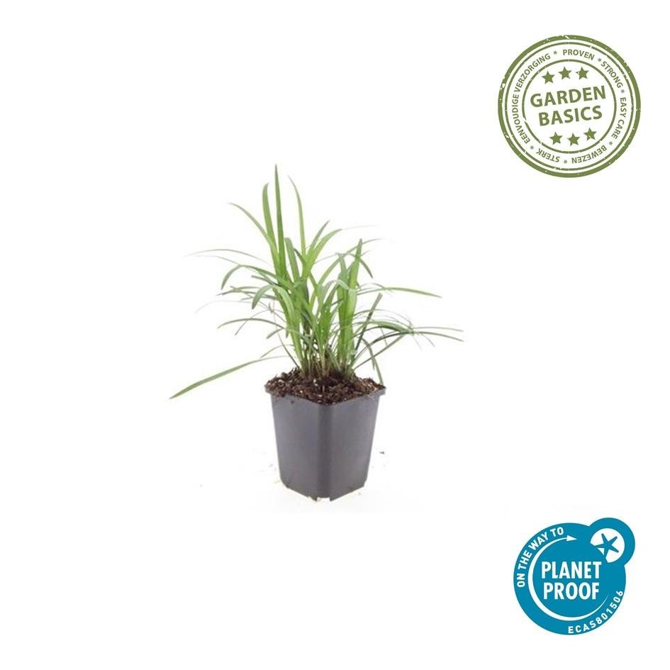 Livraison plante Ophiopogon - Herbe aux Turquoises 'Monroe White'