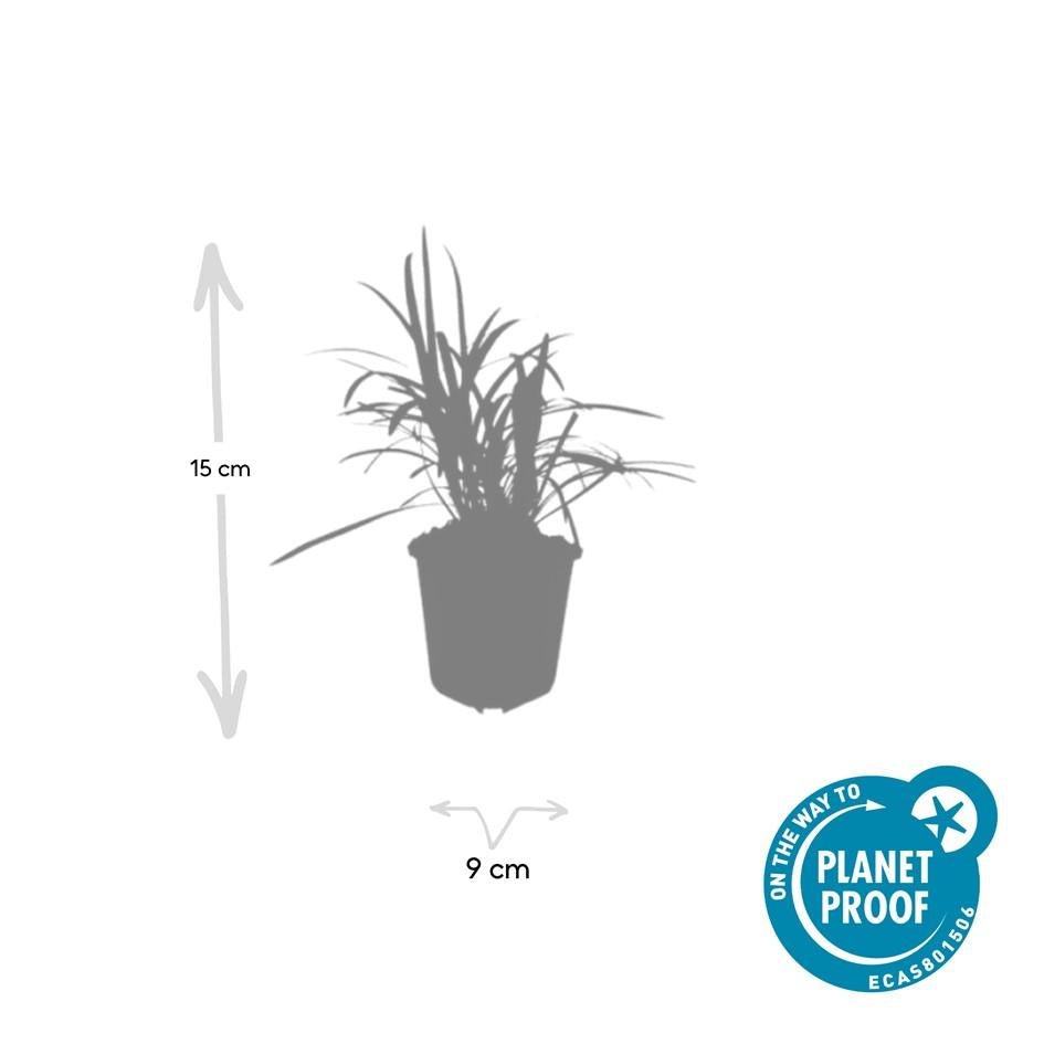 Livraison plante Ophiopogon - Herbe aux Turquoises 'Monroe White'