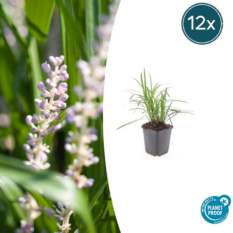 Livraison plante Ophiopogon - Herbe aux Turquoises 'Monroe White'