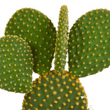 Livraison plante Opuntia Microdasys